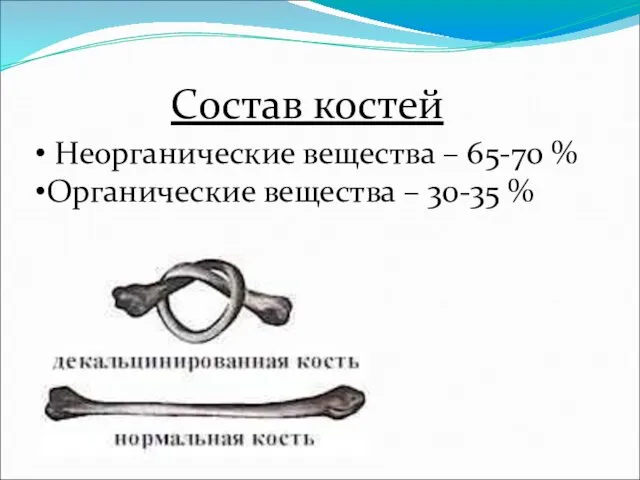 Состав костей Неорганические вещества – 65-70 % Органические вещества – 30-35 %