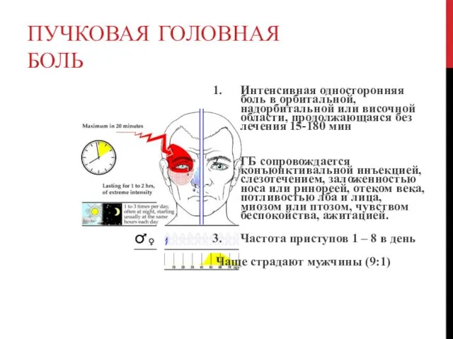 ПУЧКОВАЯ ГОЛОВНАЯ БОЛЬ Интенсивная односторонняя боль в орбитальной, надорбитальной или височной