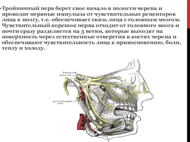 Тройничный нерв берет свое начало в полости черепа и проводит нервные