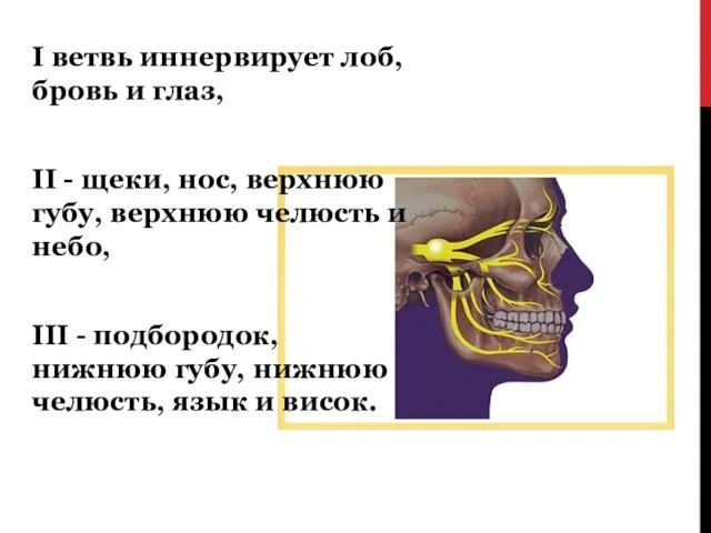 I ветвь иннервирует лоб, бровь и глаз, II - щеки, нос,