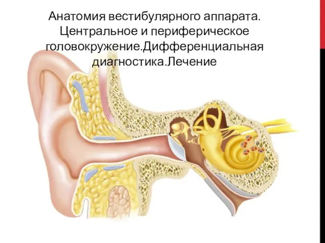 Анатомия вестибулярного аппарата. Центральное и периферическое головокружение.Дифференциальная диагностика.Лечение