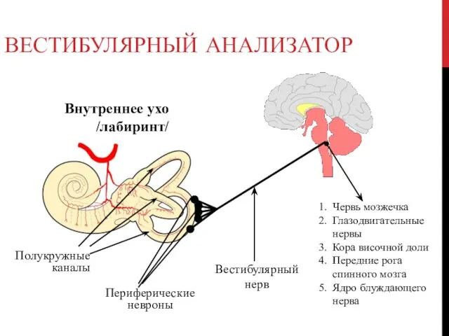 ВЕСТИБУЛЯРНЫЙ АНАЛИЗАТОР Внутреннее ухо /лабиринт/ Полукружные каналы Периферические невроны Вестибулярный нерв