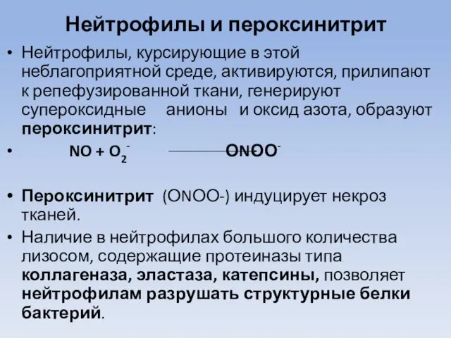 Нейтрофилы и пероксинитрит Нейтрофилы, курсирующие в этой неблагоприятной среде, активируются, прилипают