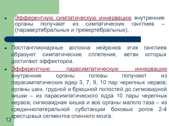 Постганглионарные волокна нейронов этих ганглиев образуют симпатические сплетения, ветви которых достигают