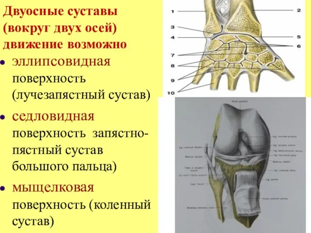 Двуосные суставы (вокруг двух осей) движение возможно эллипсовидная поверхность (лучезапястный сустав)