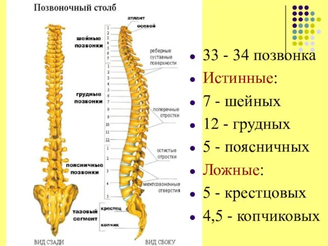 Позвоночный столб 33 - 34 позвонка Истинные: 7 - шейных 12