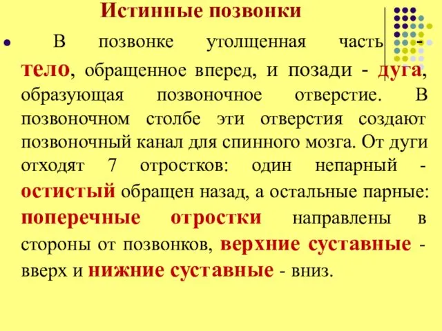 Истинные позвонки В позвонке утолщенная часть - тело, обращенное вперед, и