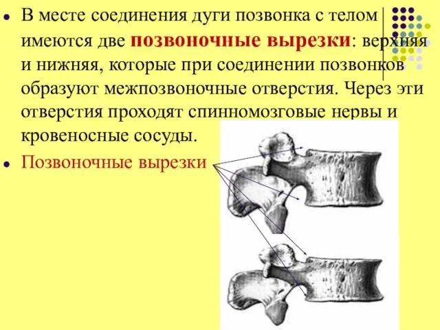 В месте соединения дуги позвонка с телом имеются две позвоночные вырезки: