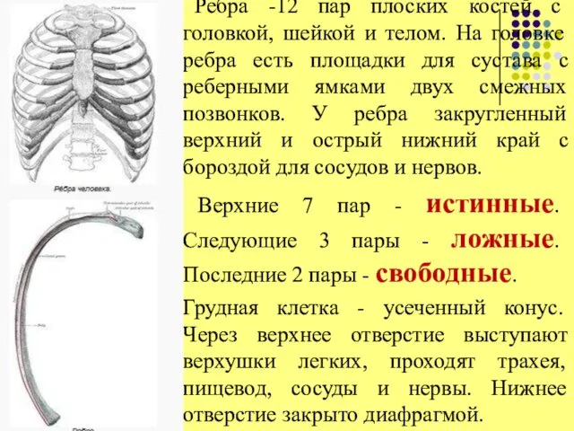 Ребра -12 пар плоских костей с головкой, шейкой и телом. На