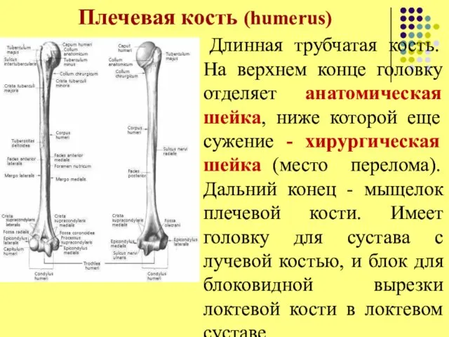 Плечевая кость (humerus) Длинная трубчатая кость. На верхнем конце головку отделяет