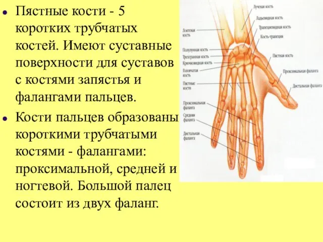 Пястные кости - 5 коротких трубчатых костей. Имеют суставные поверхности для