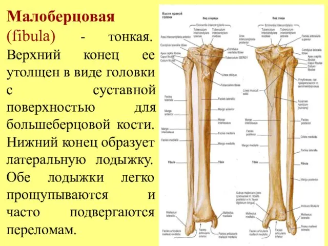 Малоберцовая (fibula) - тонкая. Верхний конец ее утолщен в виде головки