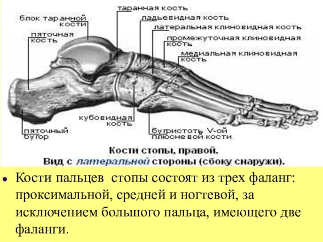 Кости пальцев стопы состоят из трех фаланг: проксимальной, средней и ногтевой,