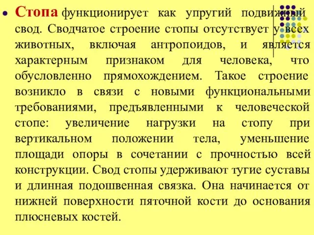 Стопа функционирует как упругий подвижный свод. Сводчатое строение стопы отсутствует у