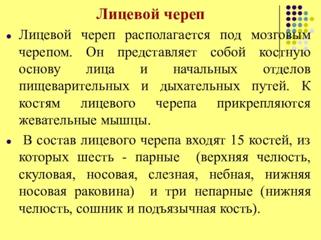 Лицевой череп Лицевой череп располагается под мозговым черепом. Он представляет собой