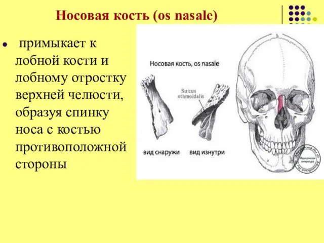 Носовая кость (os nasale) примыкает к лобной кости и лобному отростку