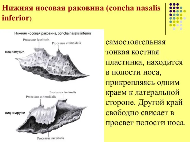 Нижняя носовая раковина (concha nasalis inferior) самостоятельная тонкая костная пластинка, находится