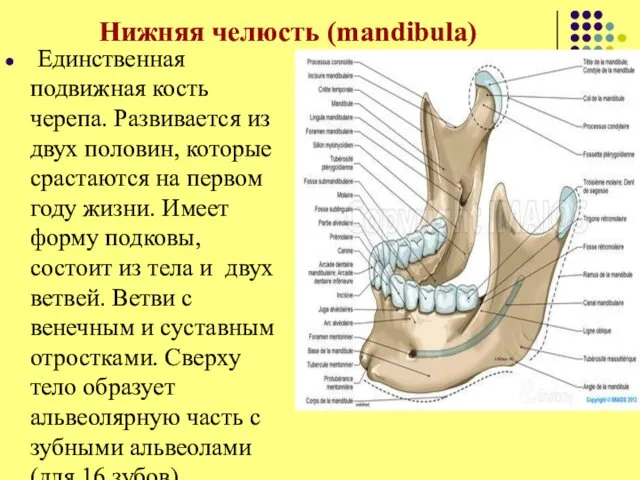 Нижняя челюсть (mandibula) Единственная подвижная кость черепа. Развивается из двух половин,