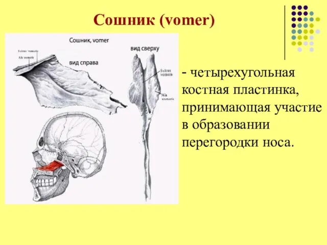 Сошник (vomer) - четырехугольная костная пластинка, принимающая участие в образовании перегородки носа.