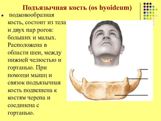 Подъязычная кость (os hyoideum) подковообразная кость, состоит из тела и двух