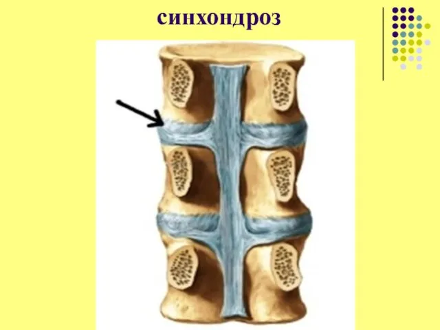 синхондроз