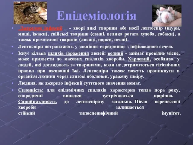 Епідеміологія Джерелом інфекції - хворі дикі тварини або носії лептоспір (щури,