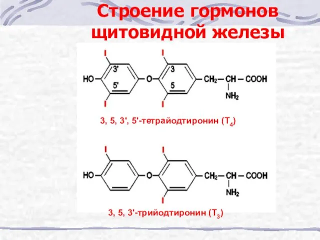 Строение гормонов щитовидной железы 3, 5, 3', 5'-тетрайодтиронин (Т4) 3, 5, 3'-трийодтиронин (Т3)