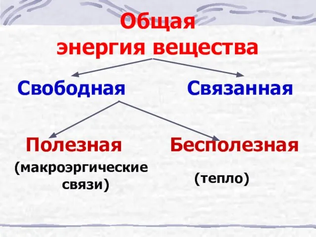 Общая энергия вещества Свободная Полезная (макроэргические связи) Связанная Бесполезная (тепло)