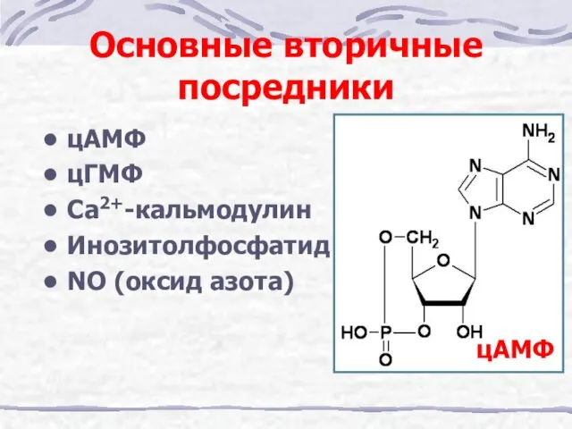 Основные вторичные посредники цАМФ цГМФ Са2+-кальмодулин Инозитолфосфатид NO (оксид азота) цАМФ