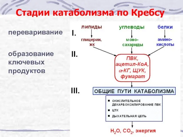 Стадии катаболизма по Кребсу переваривание образование ключевых продуктов