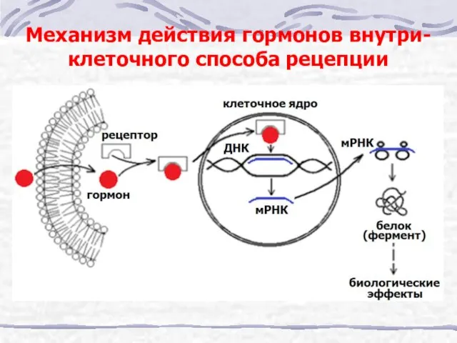 Механизм действия гормонов внутри-клеточного способа рецепции