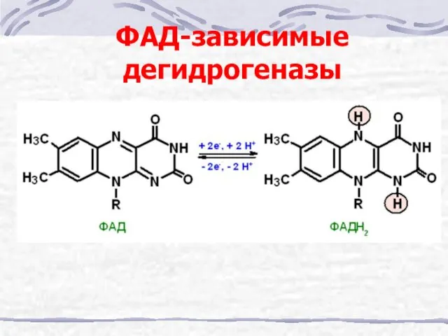 ФАД-зависимые дегидрогеназы