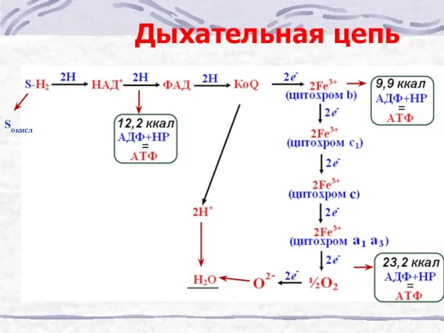 Дыхательная цепь Sокисл