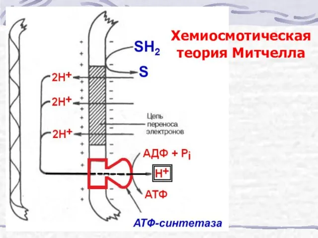 Хемиосмотическая теория Митчелла