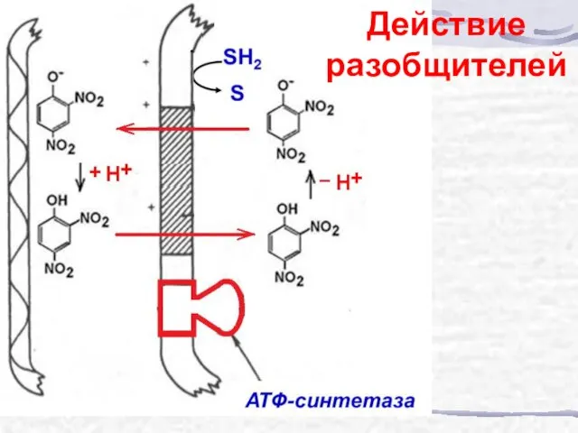 Действие разобщителей