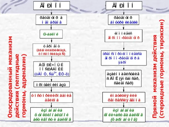 Опосредованный механизм действия (пептидные гормоны, адреналин) Прямой механизм действия (стероидные гормоны, тироксин)