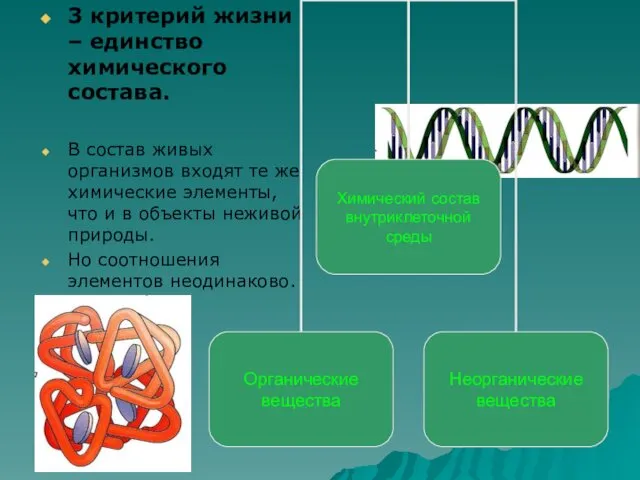 3 критерий жизни – единство химического состава. В состав живых организмов