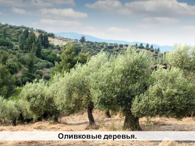 Оливковые деревья.