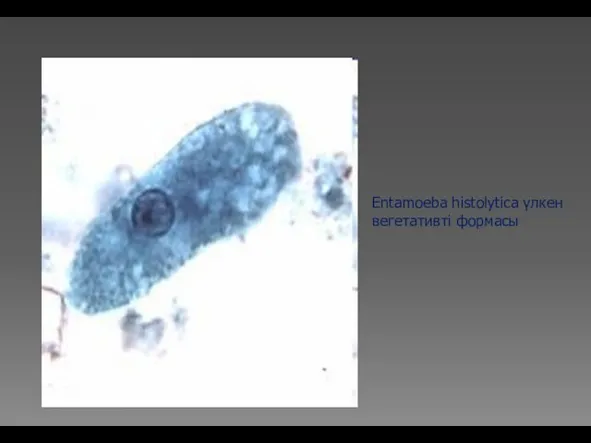 Entamoeba histolytica үлкен вегетативті формасы