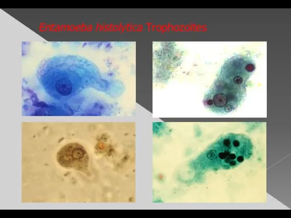 Entamoeba histolytica Trophozoites