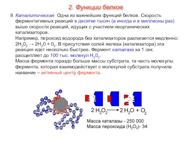 9. Каталитическая. Одна из важнейших функций белков. Скорость ферментативных реакций в