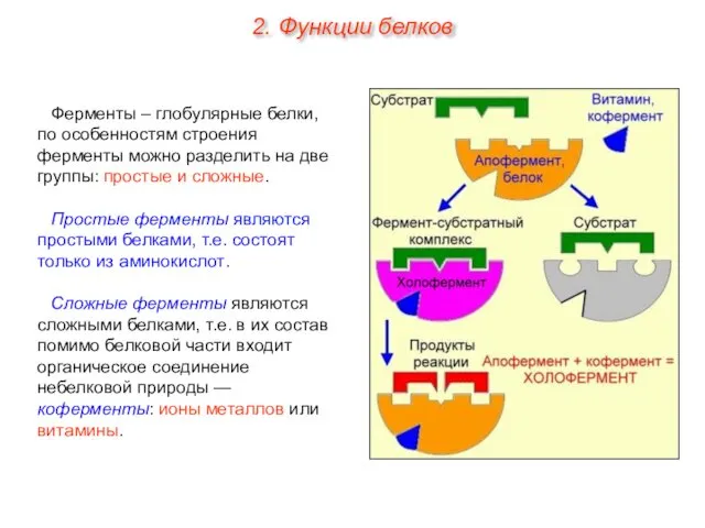 Ферменты – глобулярные белки, по особенностям строения ферменты можно разделить на