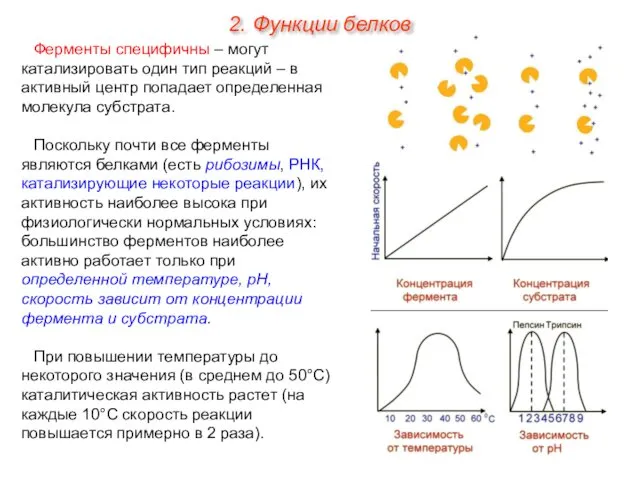 Ферменты специфичны – могут катализировать один тип реакций – в активный