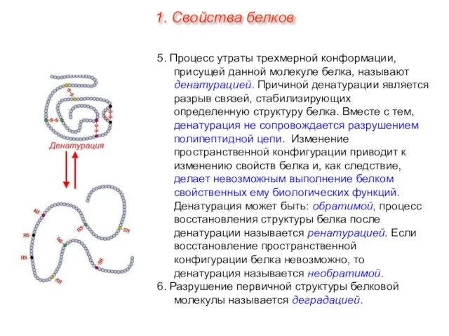 5. Процесс утраты трехмерной конформации, присущей данной молекуле белка, называют денатурацией.