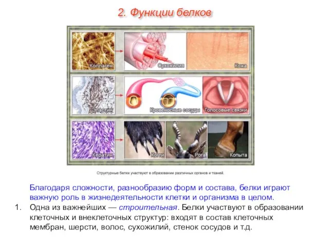 Благодаря сложности, разнообразию форм и состава, белки играют важную роль в