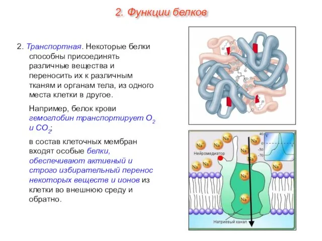 2. Транспортная. Некоторые белки способны присоединять различные вещества и переносить их