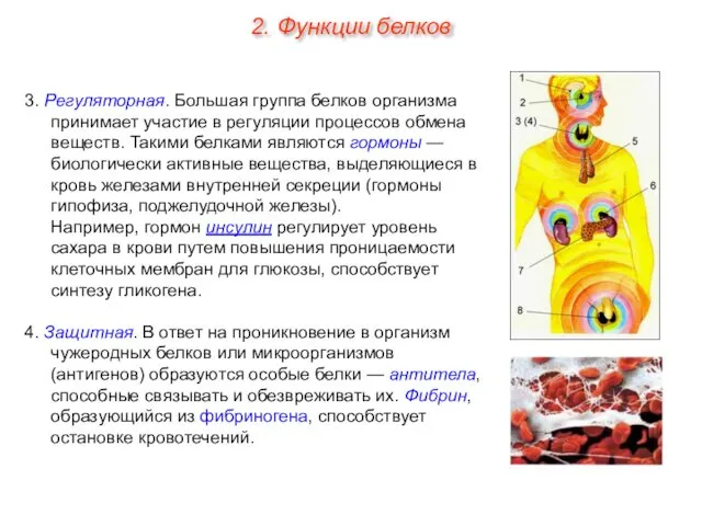 3. Регуляторная. Большая группа белков организма принимает участие в регуляции процессов