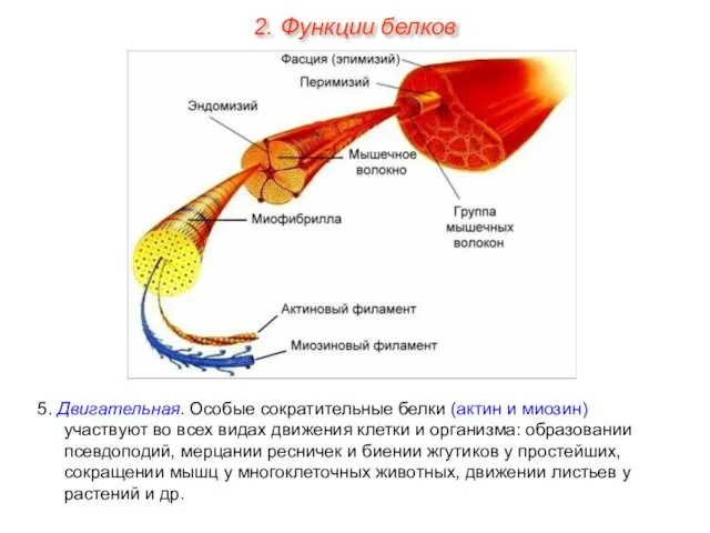 5. Двигательная. Особые сократительные белки (актин и миозин) участвуют во всех