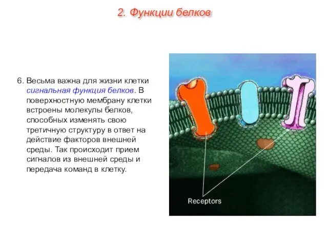 6. Весьма важна для жизни клетки сигнальная функция белков. В поверхностную