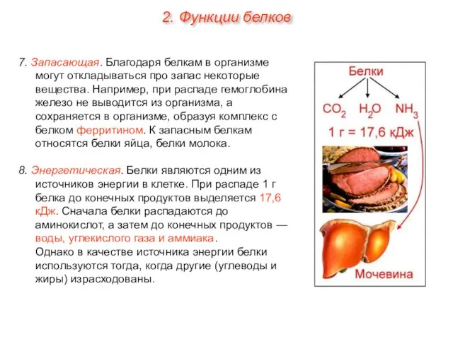 7. Запасающая. Благодаря белкам в организме могут откладываться про запас некоторые